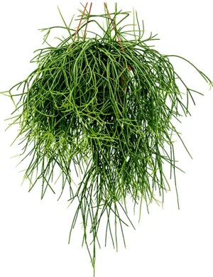 Rhipsalis mix 17x30 cm