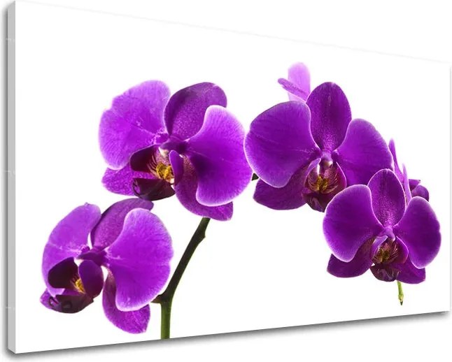 Obraz na stenu KVETY KV028E11 - 30x40 cm