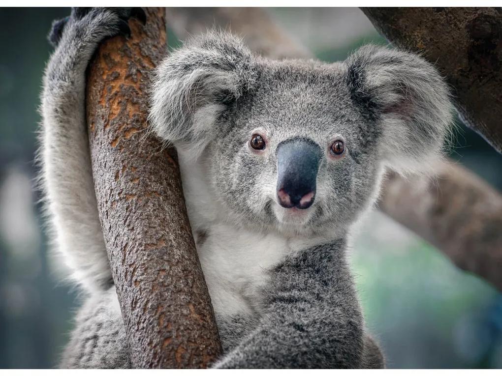 Fototapeta na stenu Koala