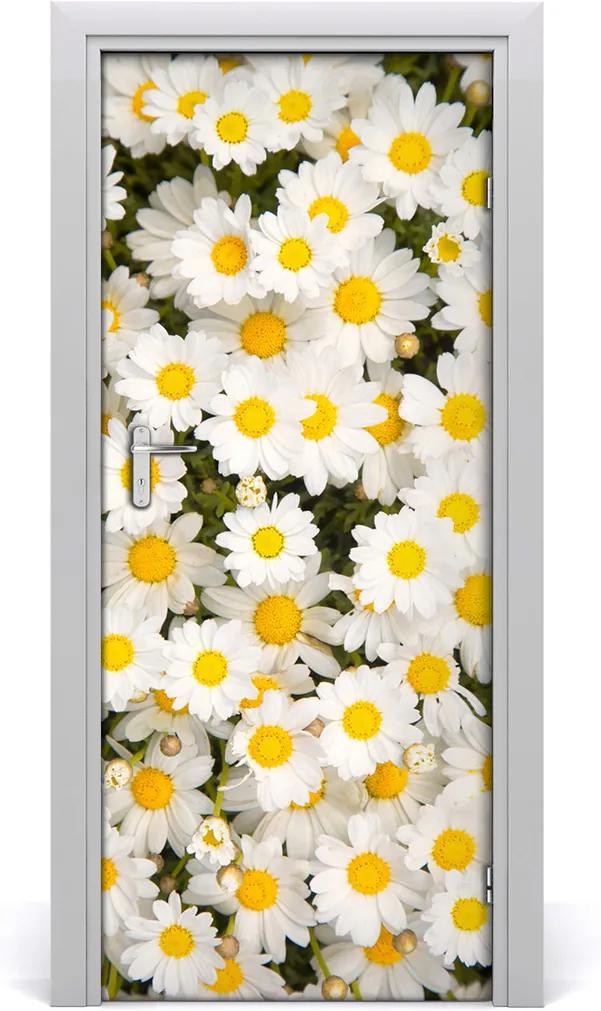 Fototapeta samolepiace  kvety sedmokrásky