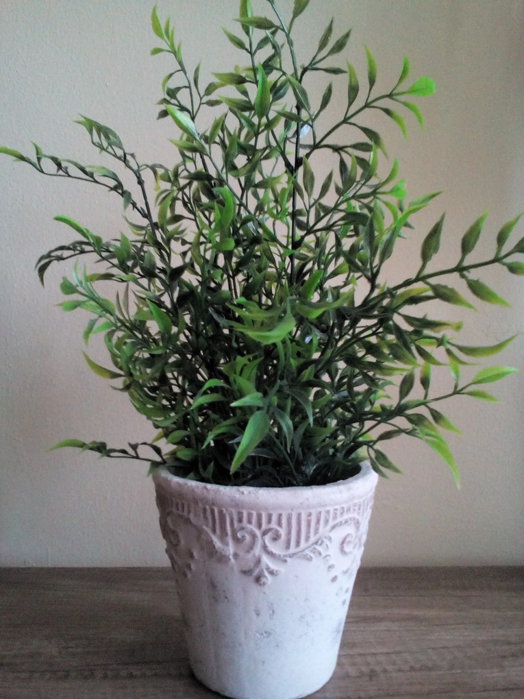 Mini bamboo v črepníku