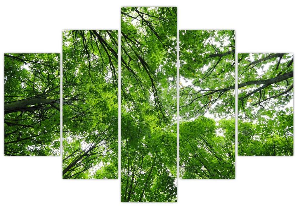 Obraz - Pohľad do korún stromov (150x105 cm)