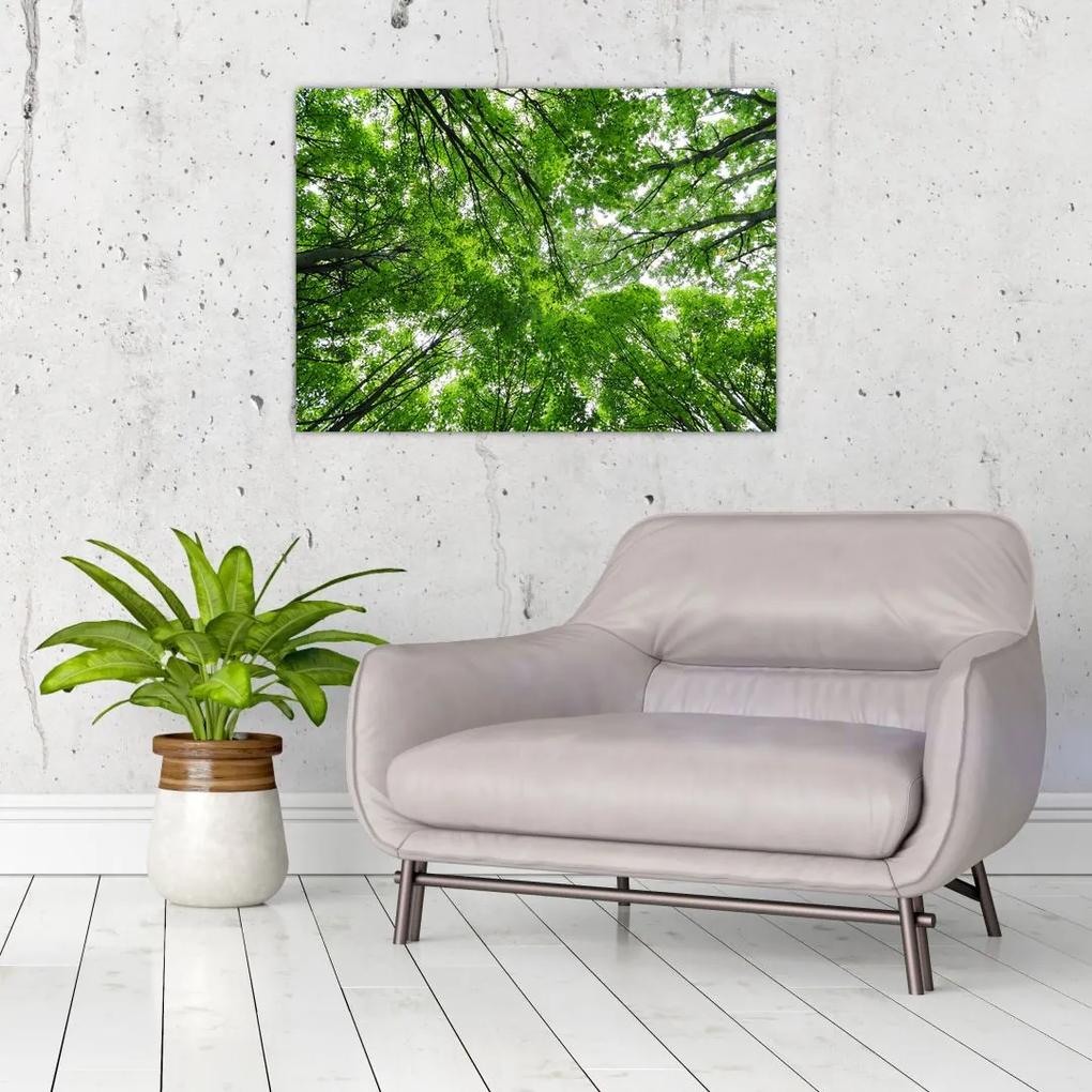Sklenený obraz - Pohľad do korún stromov (70x50 cm)