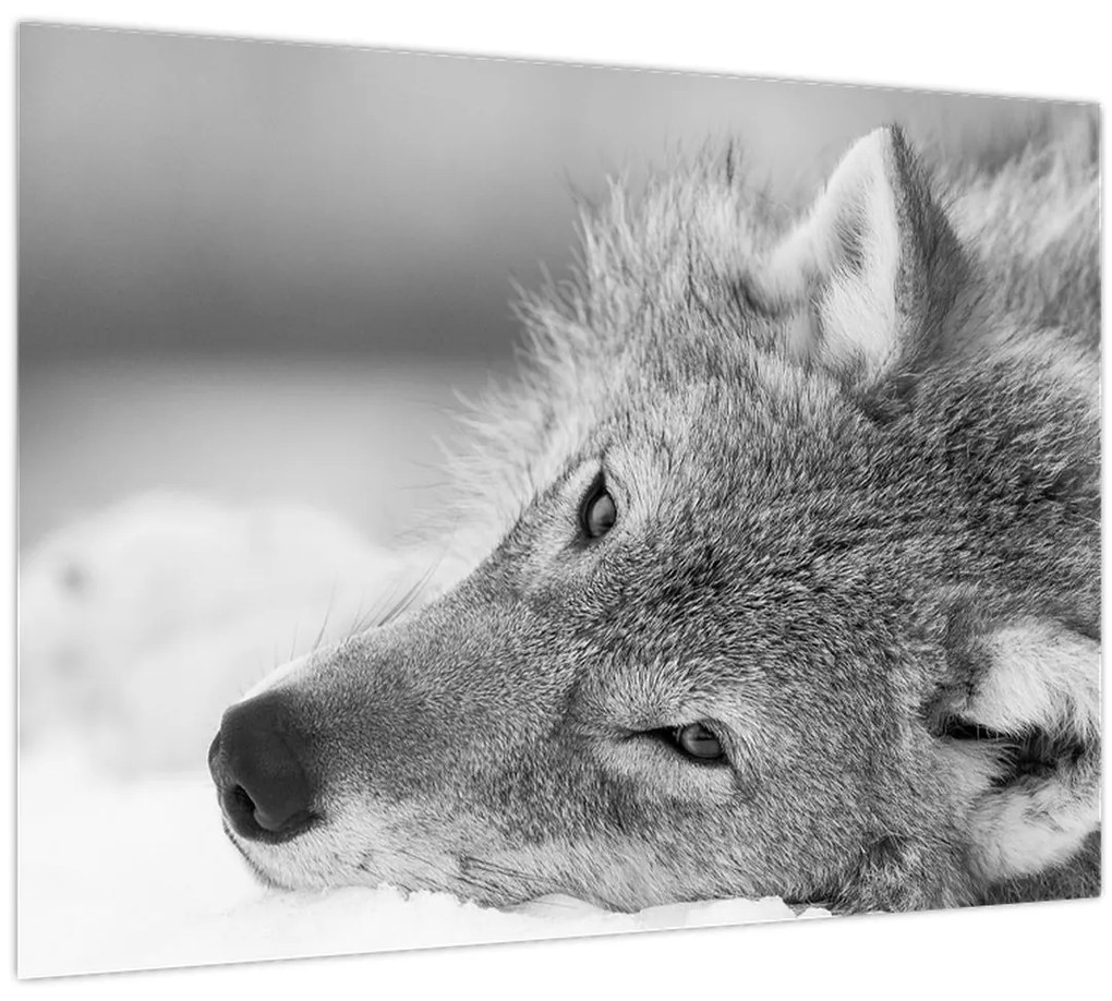 Obraz - Vlk, čiernobiela (70x50 cm)