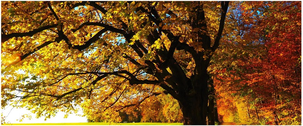 Obraz jesene (120x50 cm)