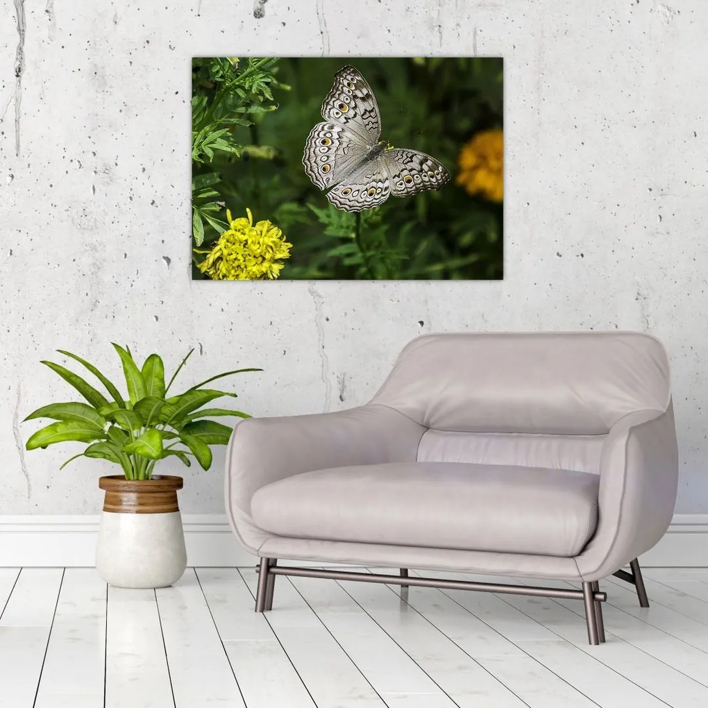 Sklenený obraz - biely motýľ (70x50 cm)