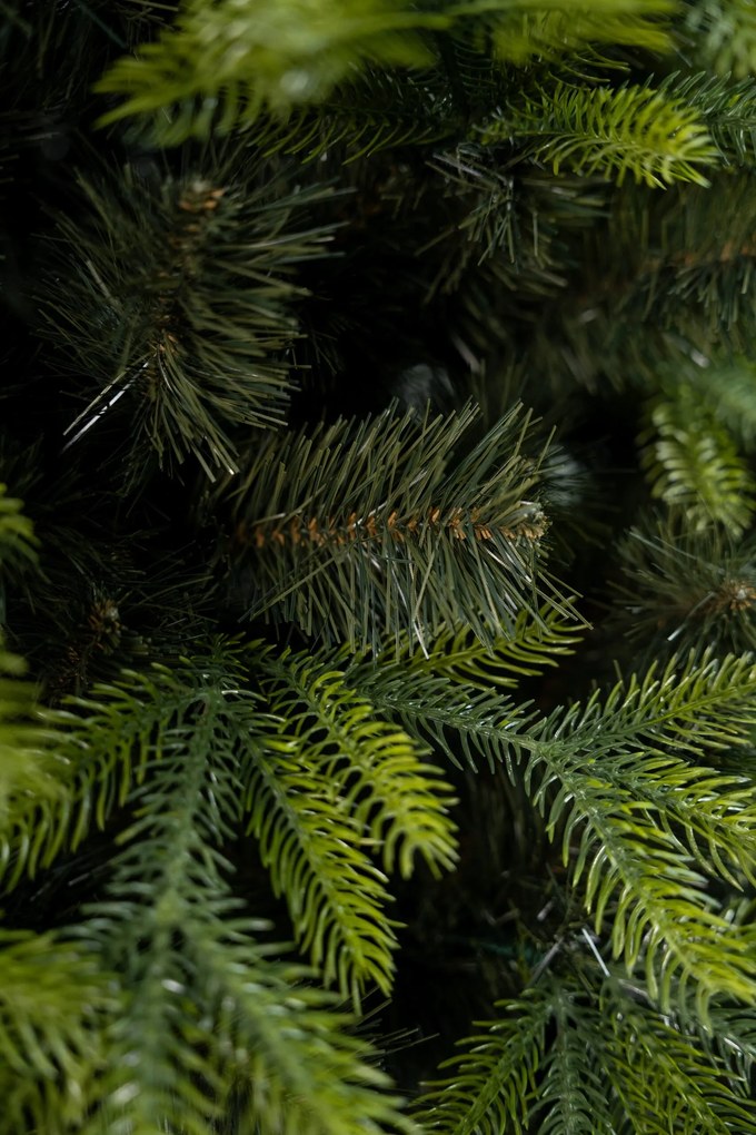 Limpol Kanadská borovica 1,70 m