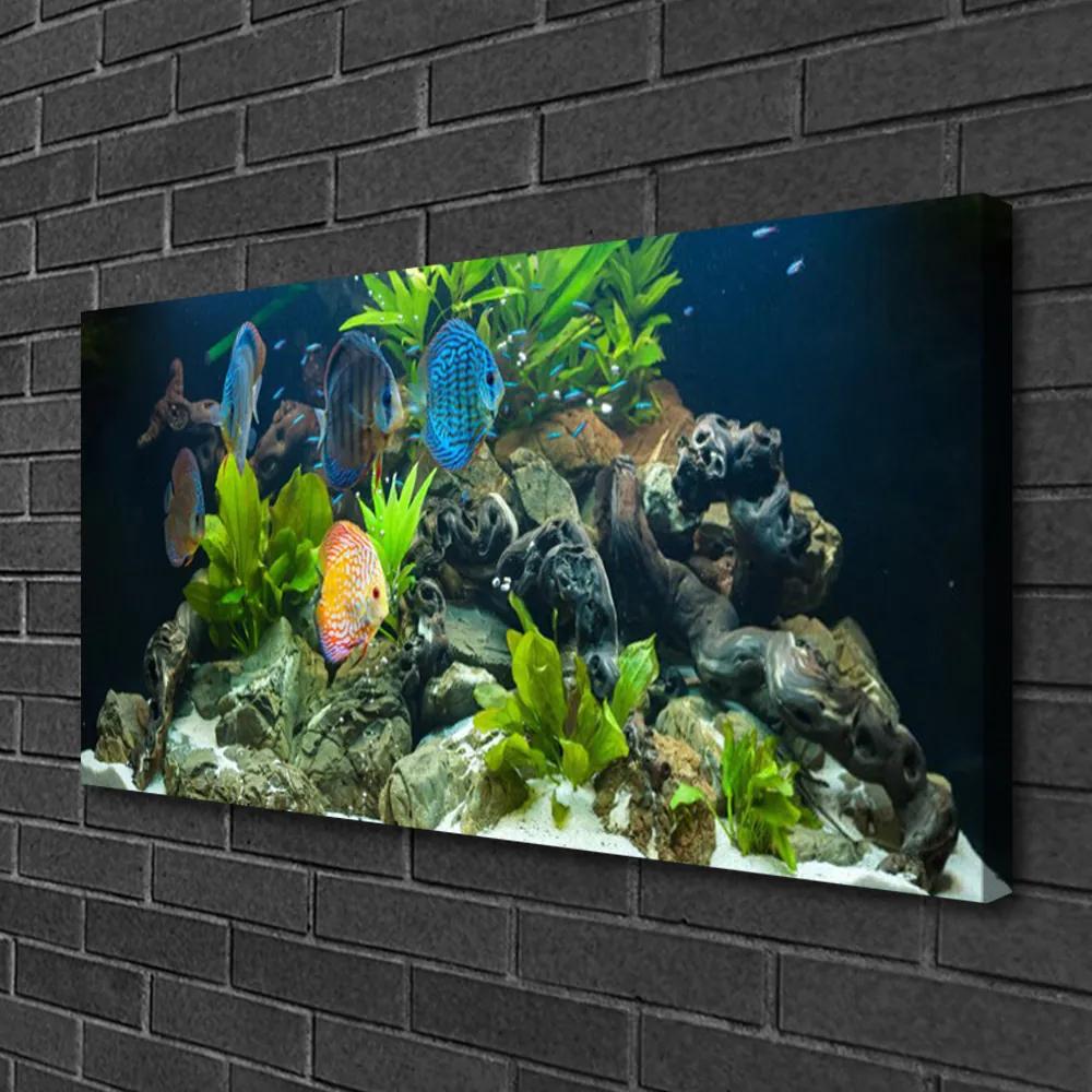 Obraz Canvas Ryba kamene listy príroda 120x60 cm