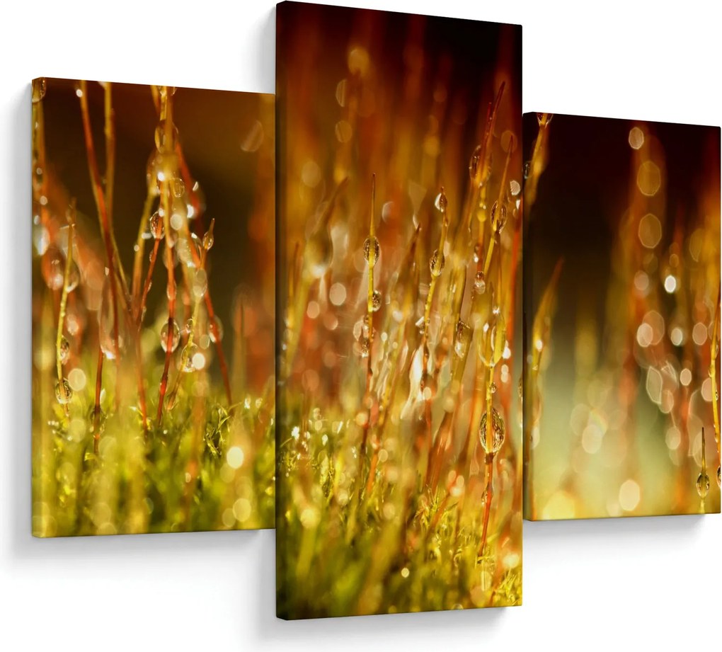 Obraz - Detail rosy (90x60 cm)