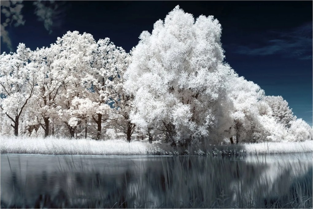 Obraz - Snehobiele stromy (90x60 cm)