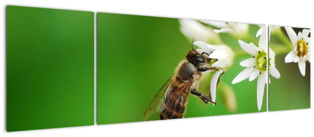 Fotka včely - obraz