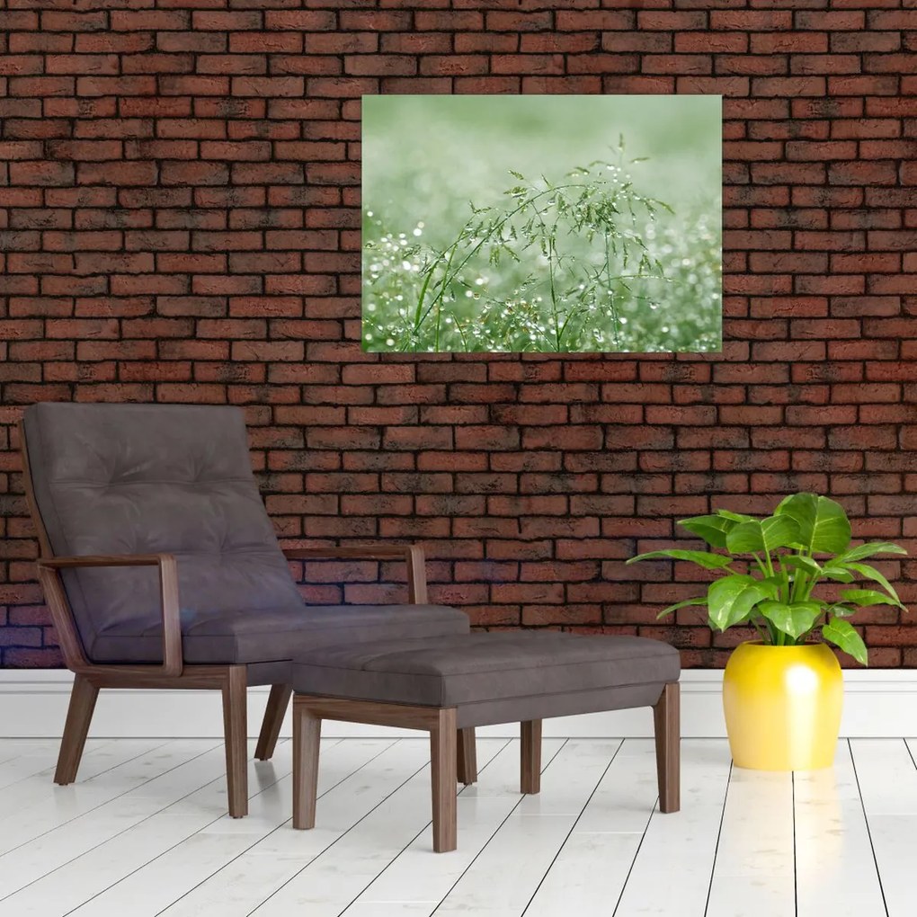 Sklenený obraz - Ranná rosa na steblach trávy (70x50 cm)