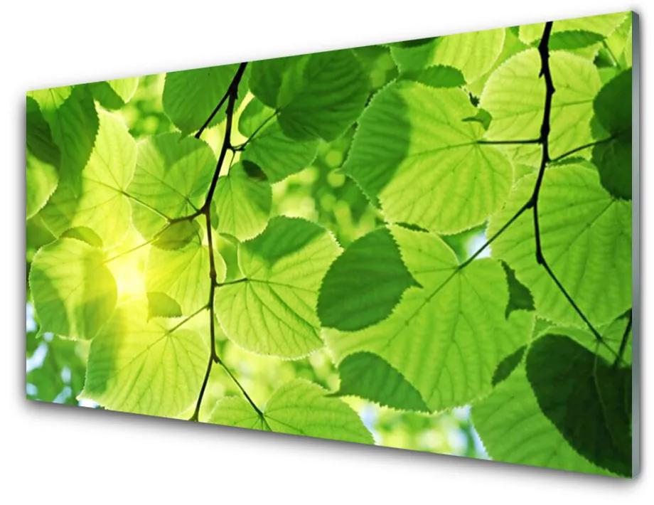 Sklenený obklad Do kuchyne Listy príroda rastlina 125x50 cm