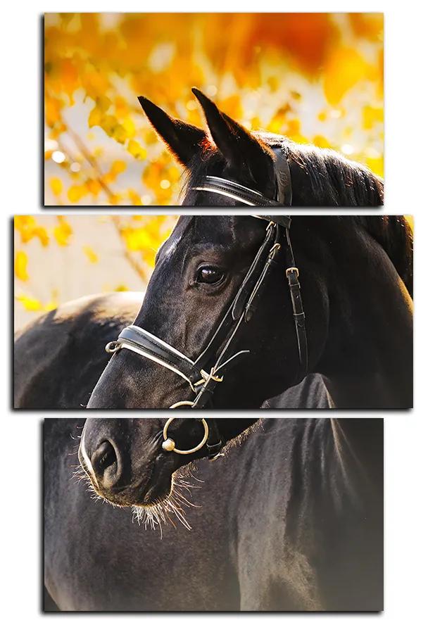Obraz na plátne - Čierny kôň - obdĺžnik 7220C (120x80 cm)