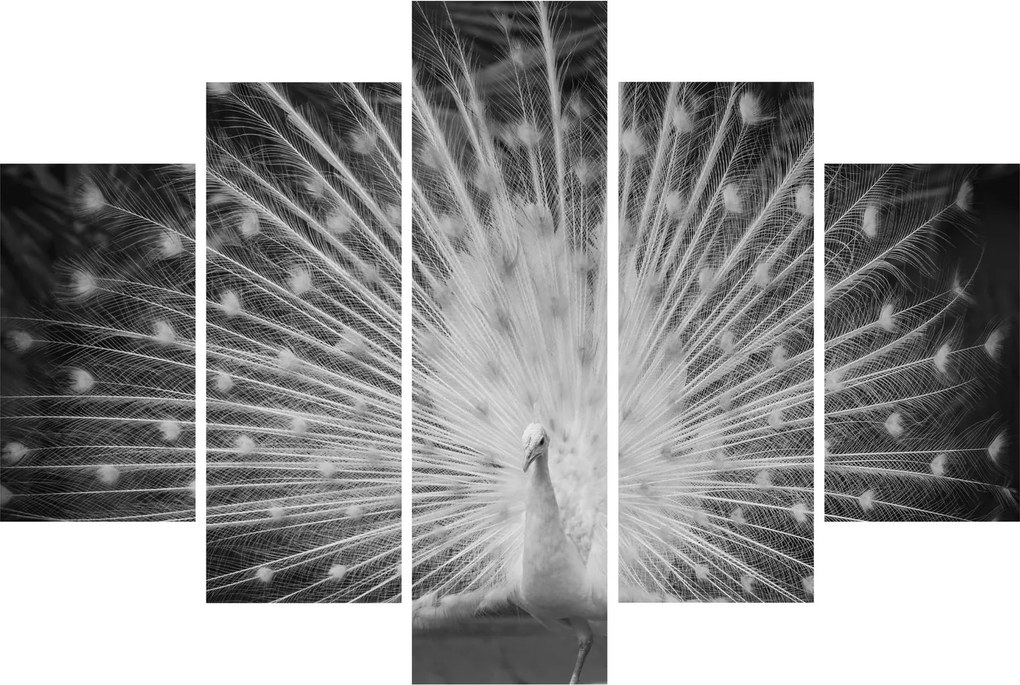 Obraz - Biely páv (150x105 cm)