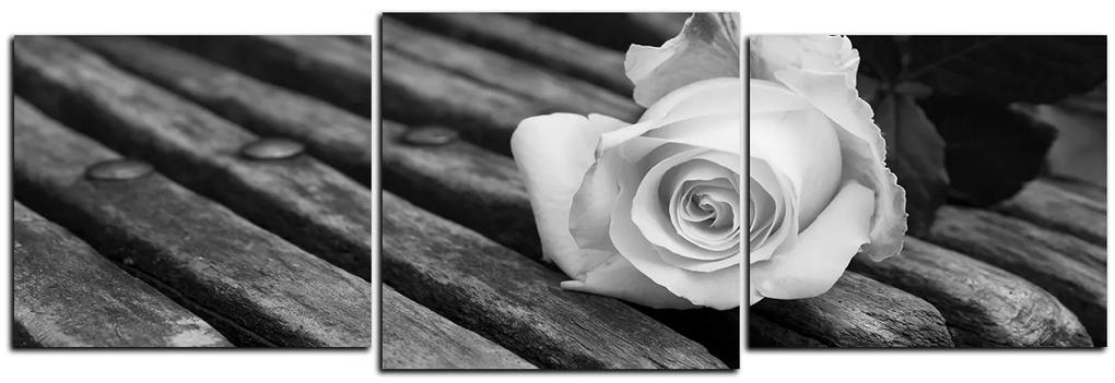 Obraz na plátne - Biela ruža na lavici - panoráma 5224QD (150x50 cm)