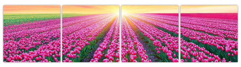 Obraz - polia kvetov