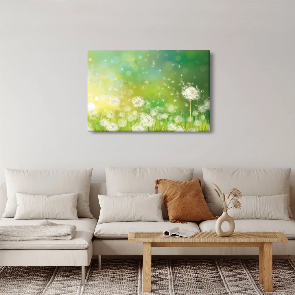 Obraz - Odkvitnuté púpavy (90x60 cm)