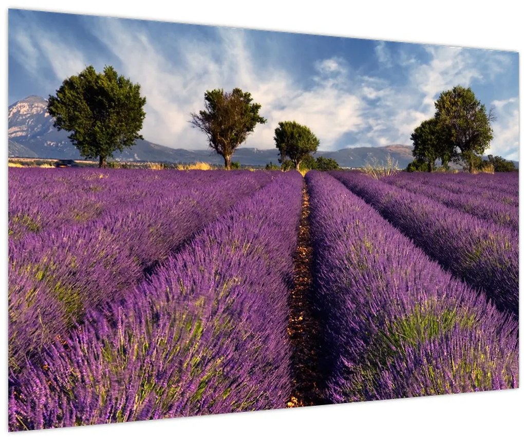 Obraz - Levanduľové pole a hory (90x60 cm)