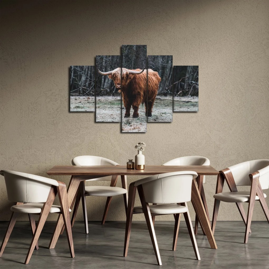 Obraz - Škótska krava 2 (150x105 cm)