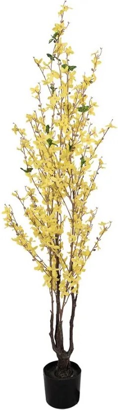 Dekoračný krík so žltými kvetmi zlatou Forsythia - 20*20*125 cm