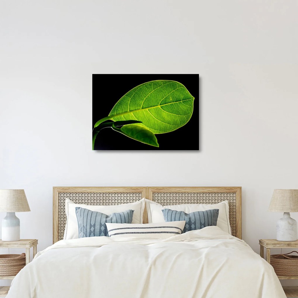 Sklenený obraz - zelený list (70x50 cm)
