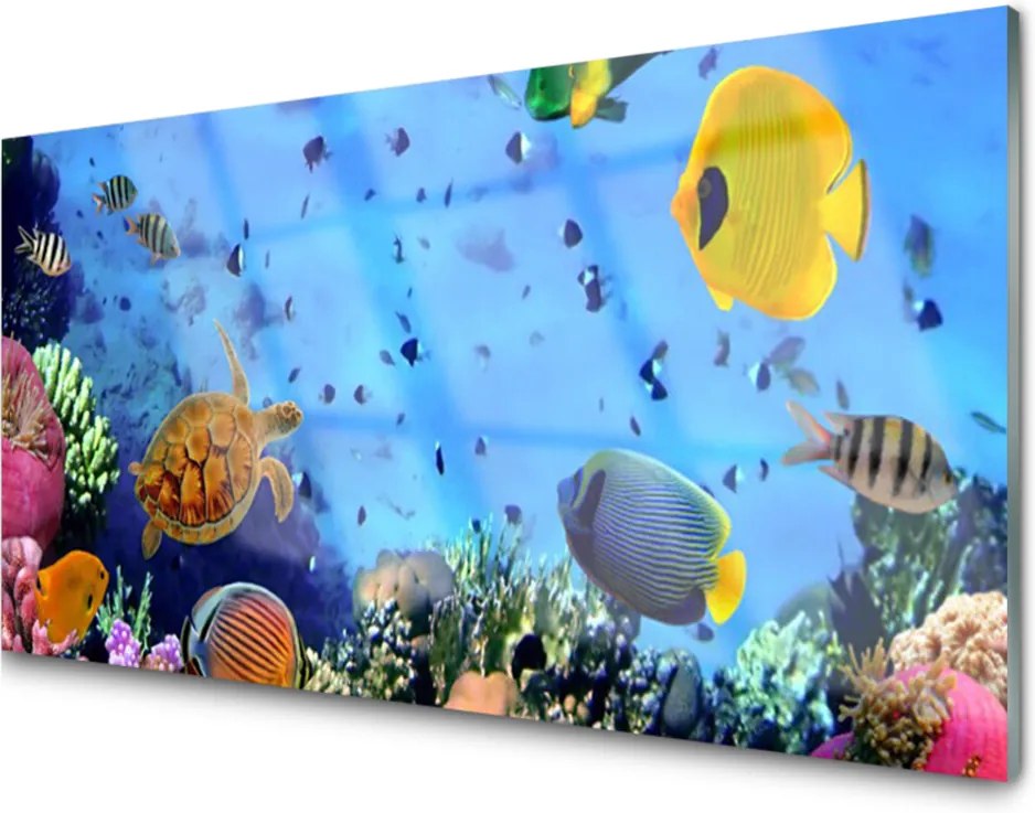 Obraz na skle Koralový Útes Ryba Príroda
