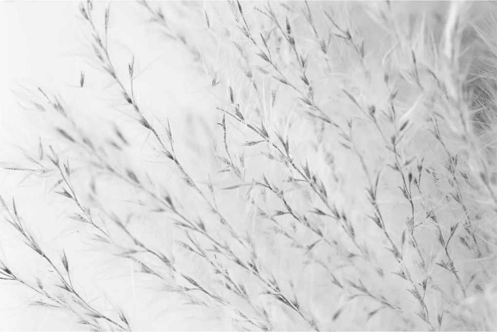 Obraz - Pampas grass N⁰2 (90x60 cm)