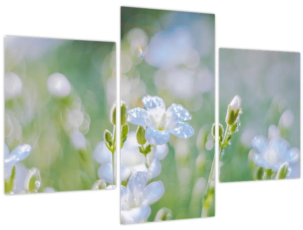 Obraz - Jemné kvety (90x60 cm)