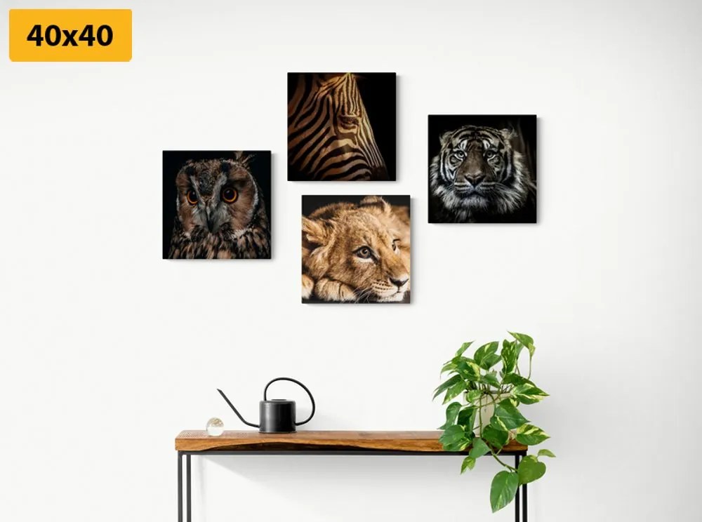 Set obrazov divoké zvieratá Varianta: 4x 40x40