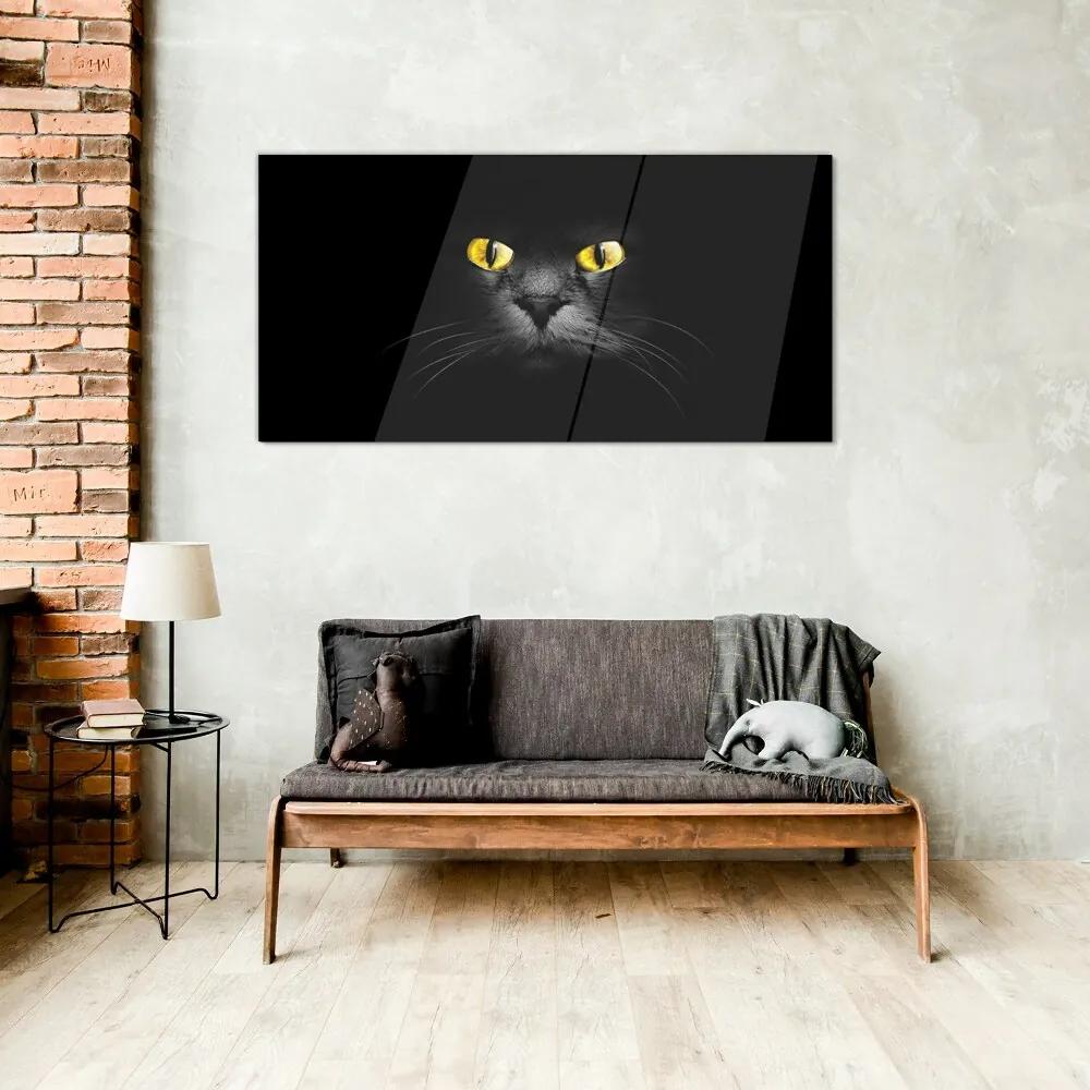 Obraz na skle Zvieratá mačky oči