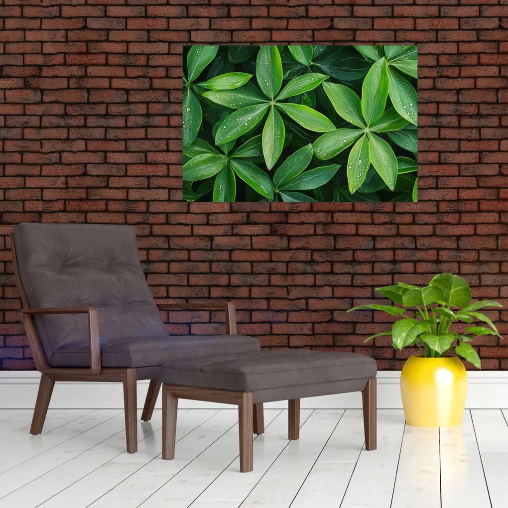 Obraz - Listy s kvapkami rosy (90x60 cm)