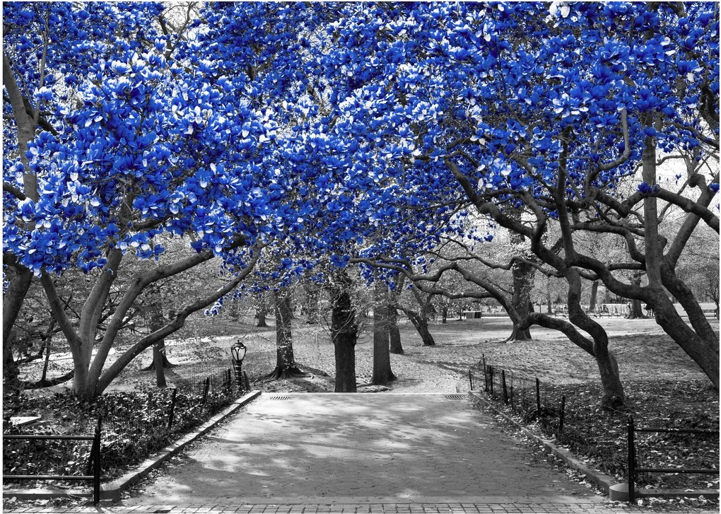 Obrázok - Modré stromy, Central Park, New York (70x50 cm)