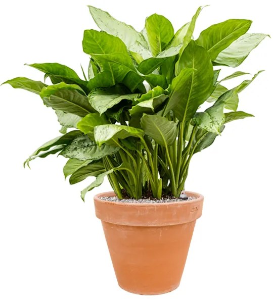 Aglaonema freedman 30x85 cm