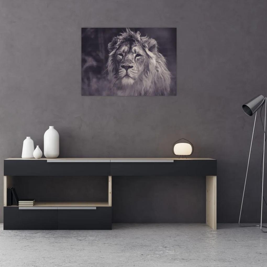 Sklenený obraz leva (70x50 cm)