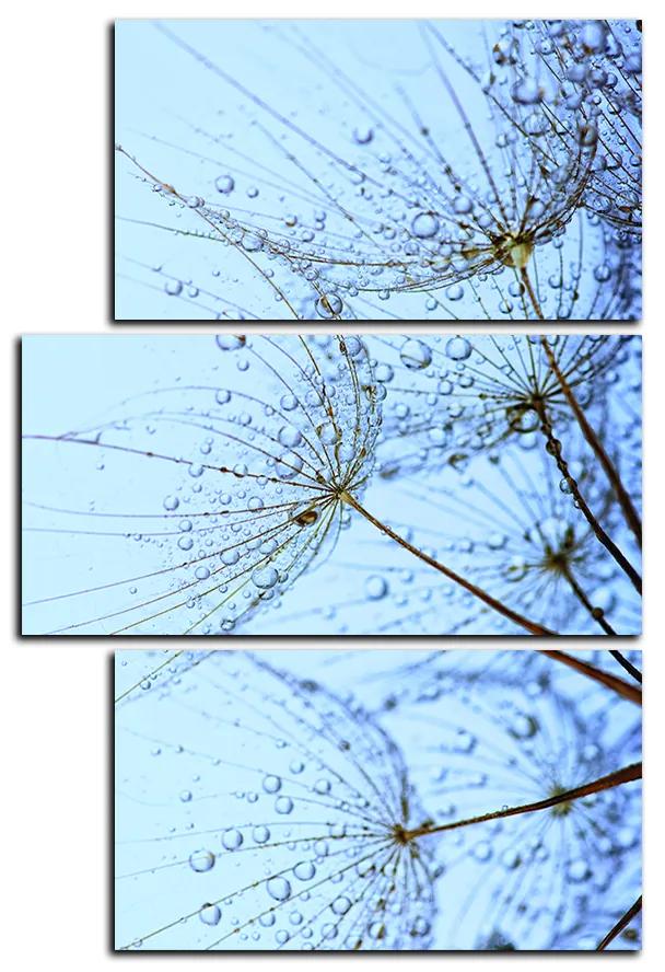 Obraz na plátne - Pampeliškové semienka s kvapkami vody - obdĺžnik 7202D (90x60 cm)