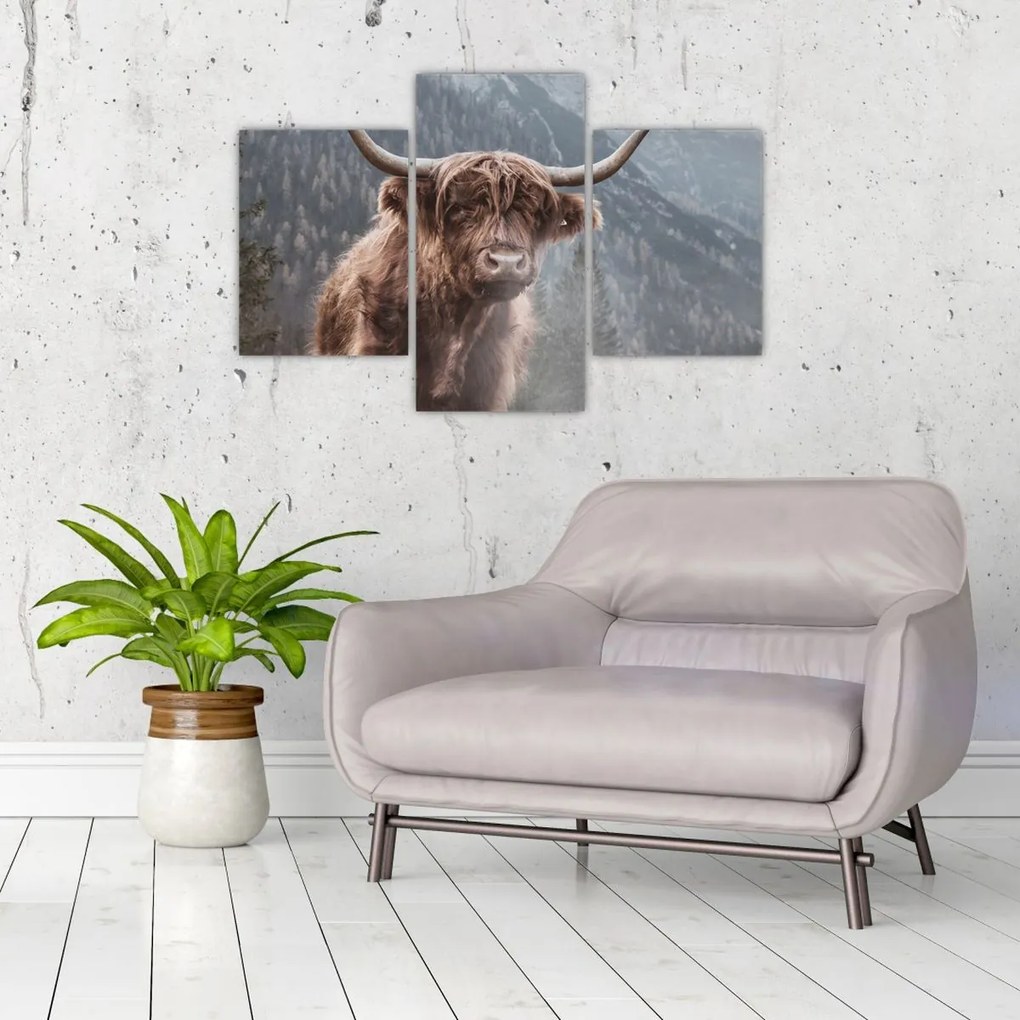 Obraz - Highlander krava (90x60 cm)
