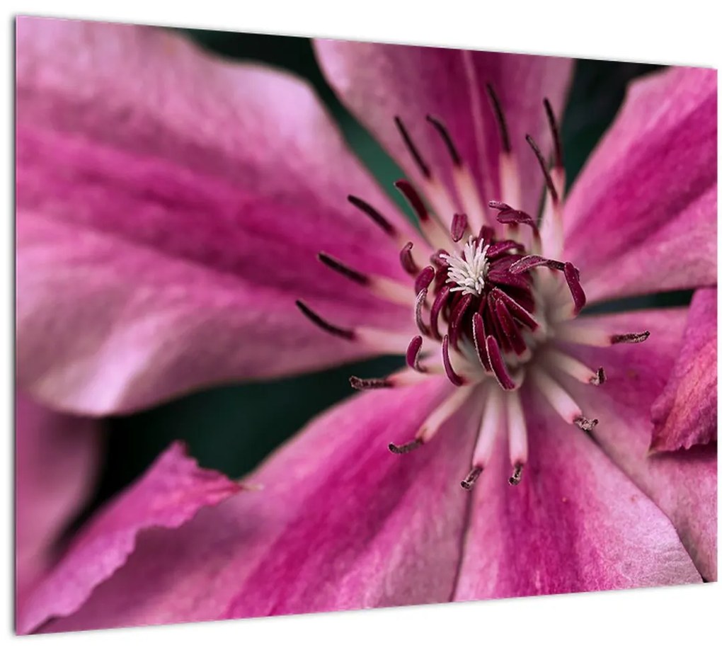 Obraz ružového kvetu plamienku (70x50 cm)