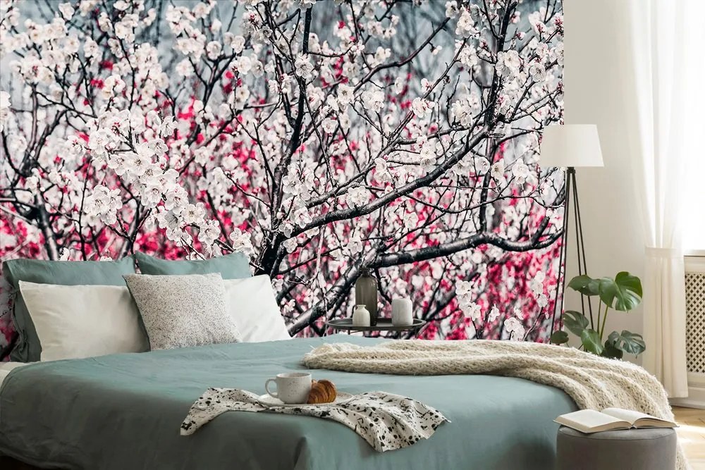 Fototapeta kvety broskyne
