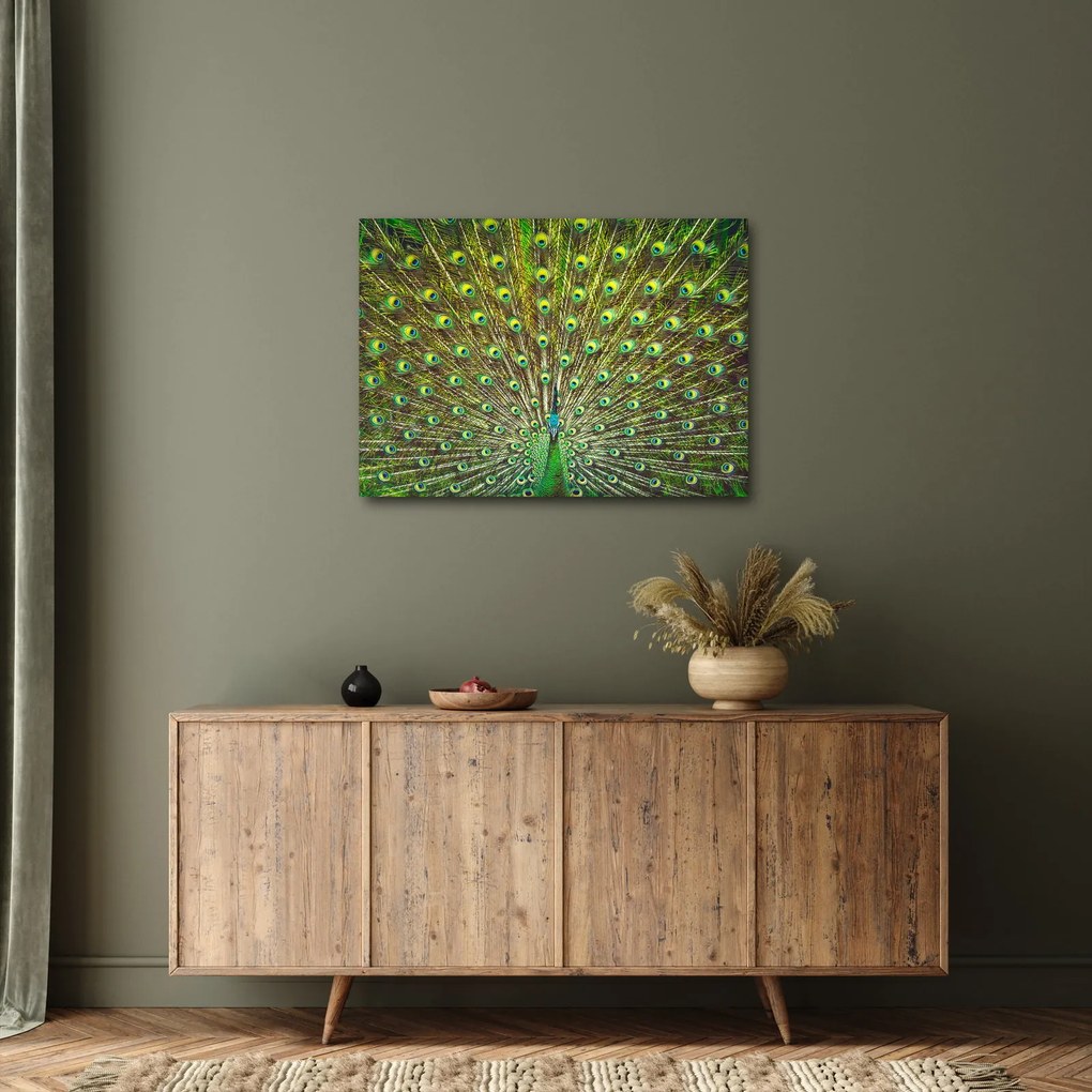Obraz - Páv (70x50 cm)
