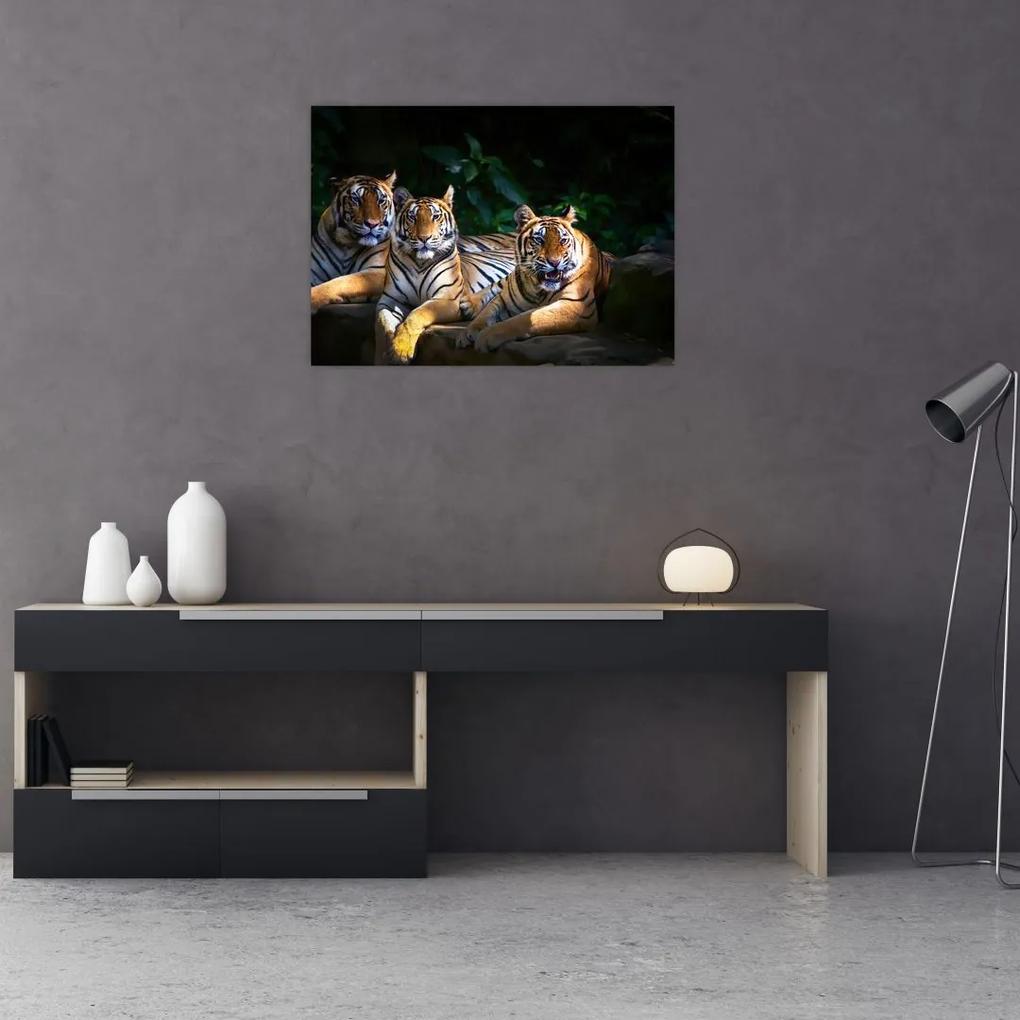 Sklenený obraz - Tigrii bratia (70x50 cm)