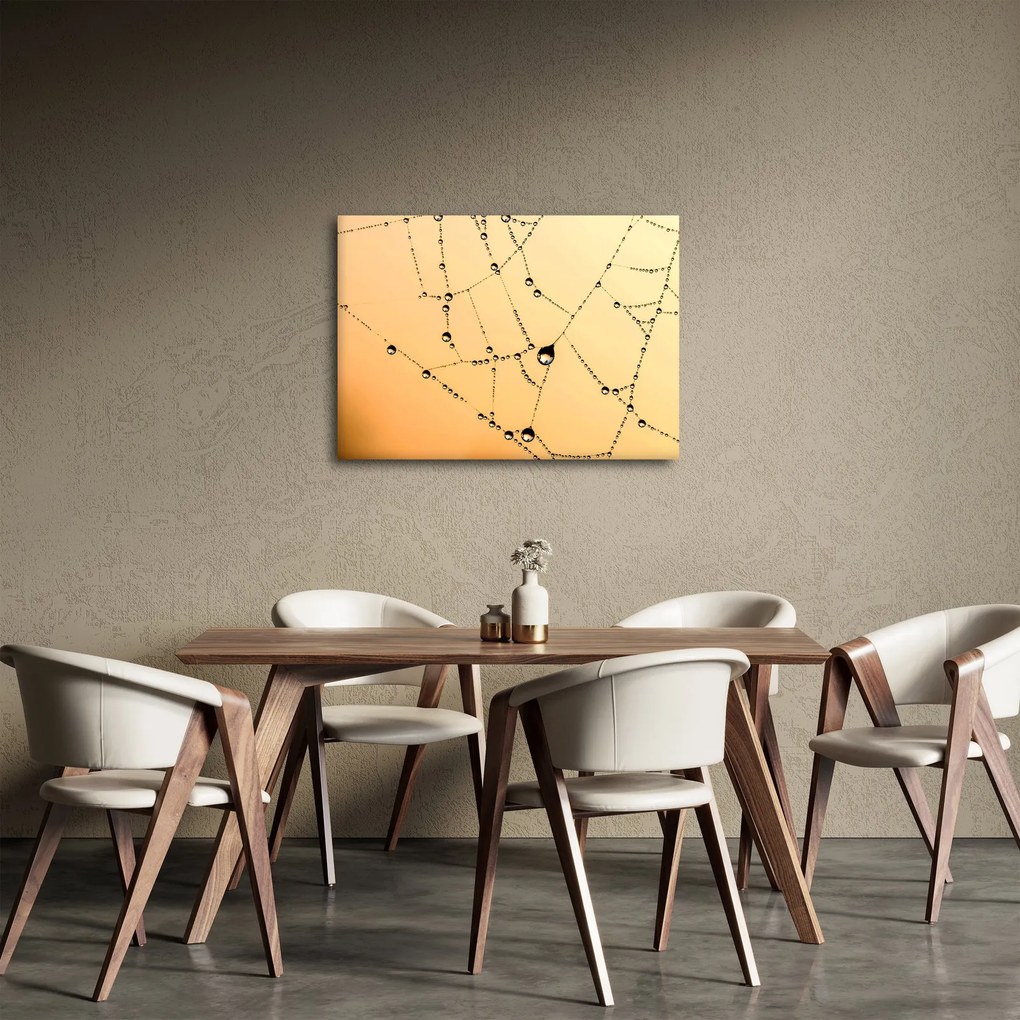 Obraz orosenej pavučiny (70x50 cm)
