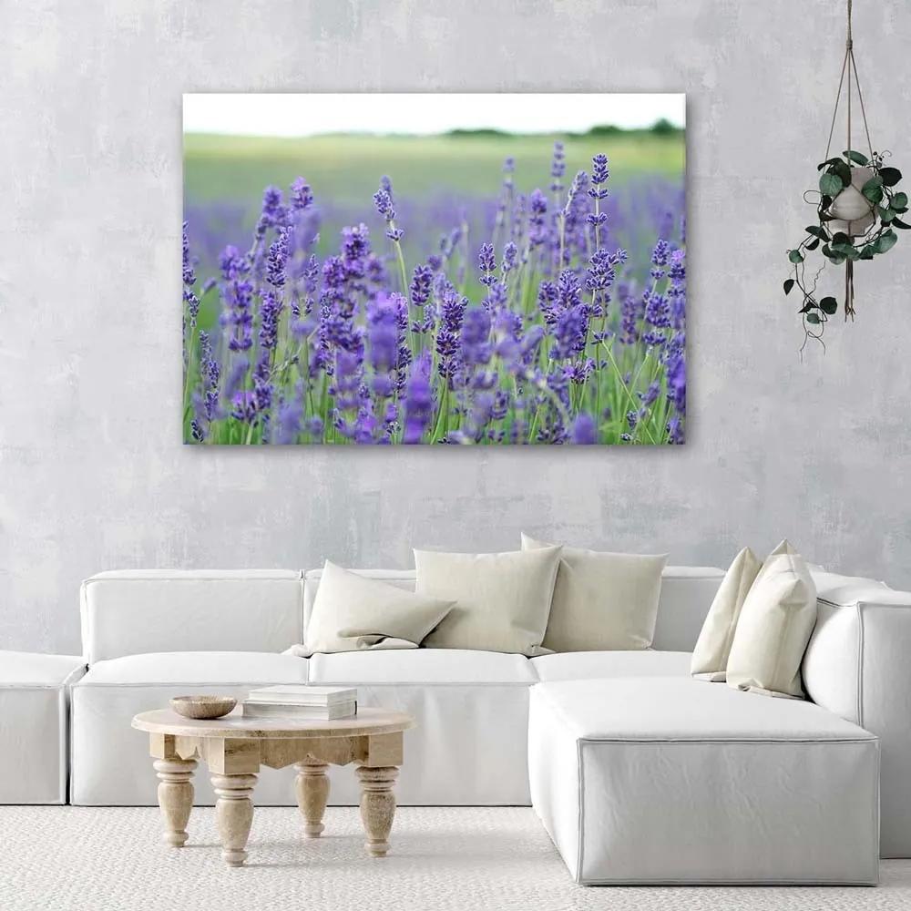 Obraz na plátně Příroda levandulového pole - 90x60 cm
