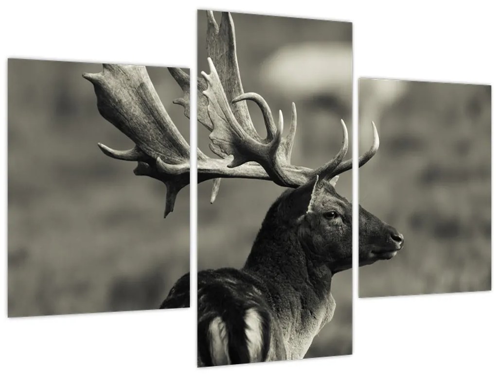 Obraz - Jeleň (90x60 cm)