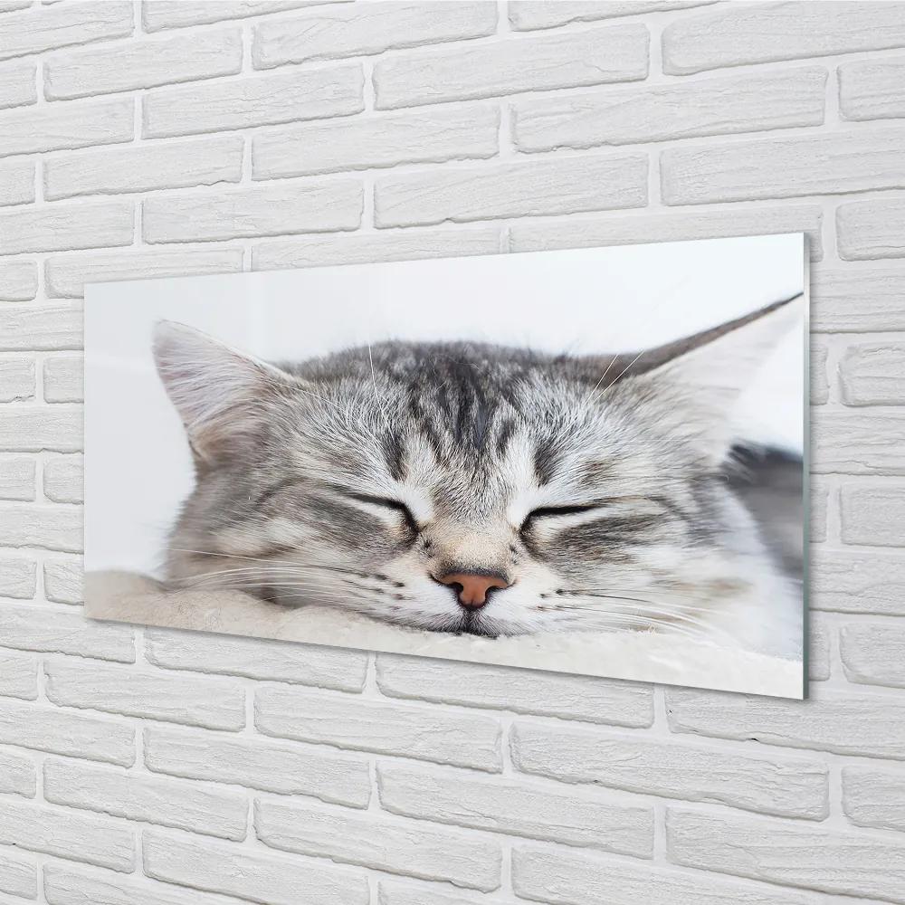 Nástenný panel  ospalá mačka 120x60 cm