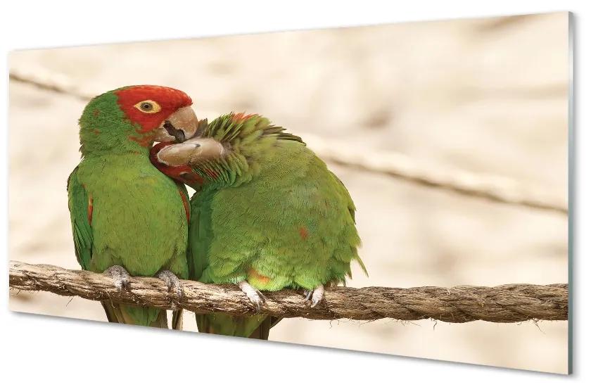 Sklenený obraz zelené papagáje 100x50 cm