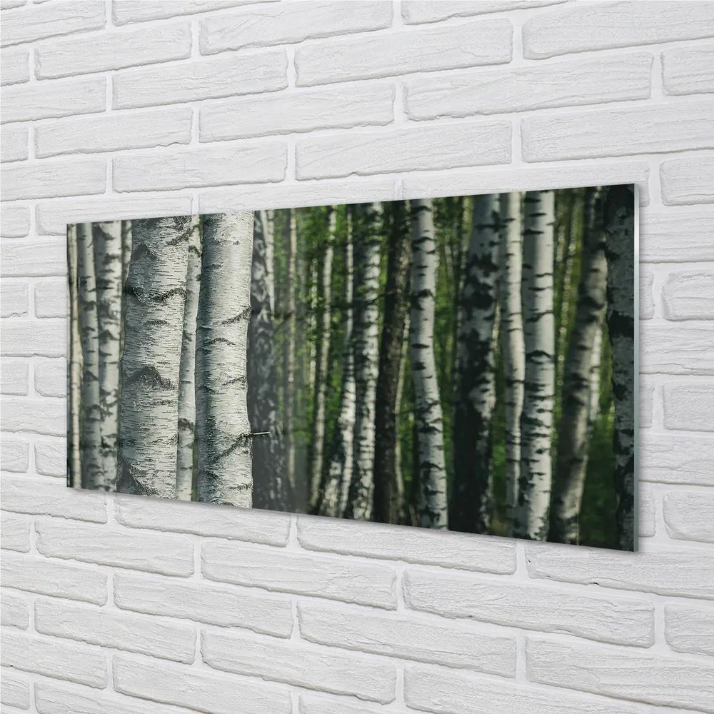 Obraz plexi Brezového lesa 140x70 cm