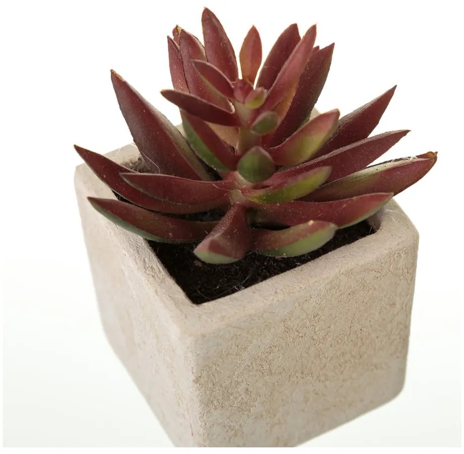 Umelé rastliny v súprave 6 ks (výška 9,5 cm) Cactus – Casa Selección