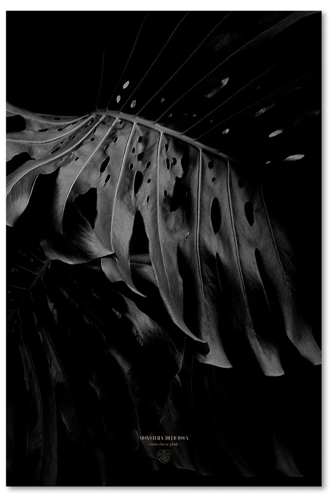 Gario Obraz na plátne Čiernobiela monstera - Dmitry Belov Rozmery: 70 x 100 cm