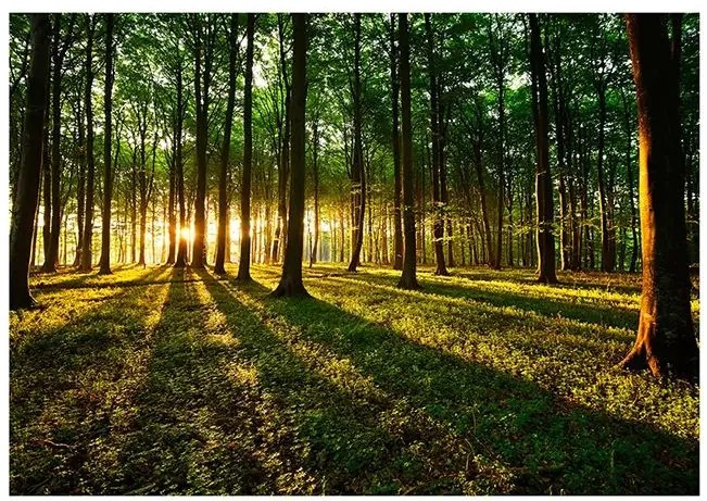 Fototapeta - Spring: Morning in the Forest Veľkosť: 343x245, Verzia: Samolepiaca